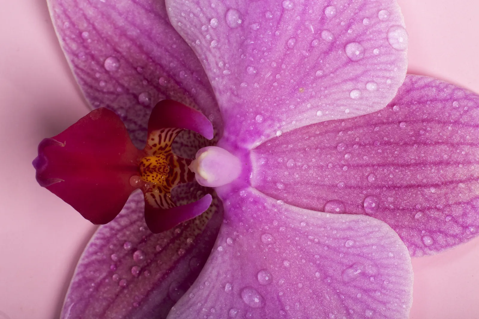Orquídea em close, em referência à região íntima.
