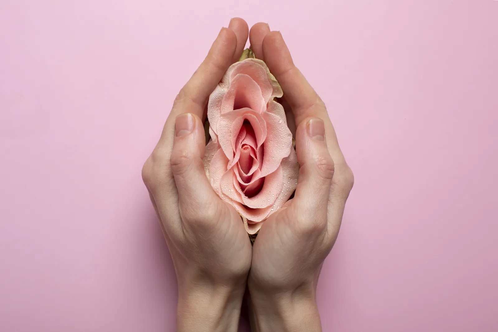 Mãos segurando uma rosa, em referência à região íntima.
